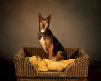 Project Galgo