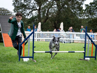 Dog Fest
