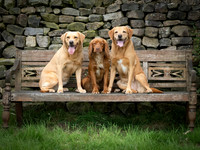 Mark and dogs