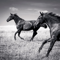 Rosie and horses