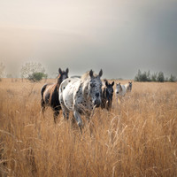 Wild Ride Safaris